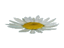 daisy2